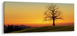 Obraz stromu na poli (120x50 cm)