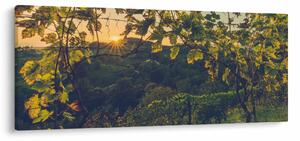 Obraz - Vinice (120x50 cm)