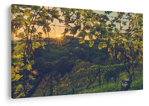 Obraz - Vinice (90x60 cm)