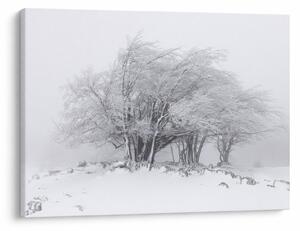 Obraz - Biela zima (70x50 cm)