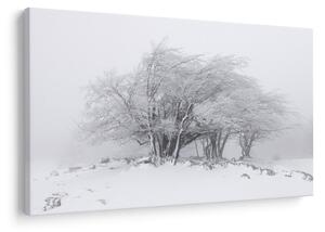 Obraz - Biela zima (90x60 cm)