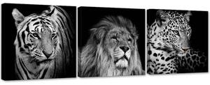 Sada obrazov na plátne Čiernobiele dravé zvieratá - 3 dielna Rozmery: 90 x 30 cm