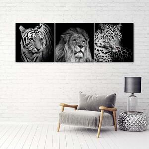 Sada obrazov na plátne Čiernobiele dravé zvieratá - 3 dielna Rozmery: 90 x 30 cm