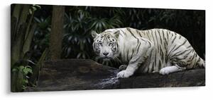Obraz - Tiger albín (120x50 cm)