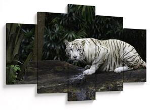 Obraz - Tiger albín (150x105 cm)