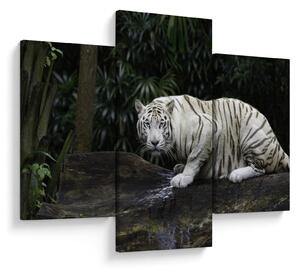 Obraz - Tiger albín (90x60 cm)