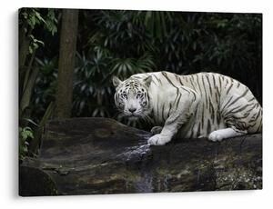 Obraz - Tiger albín (70x50 cm)