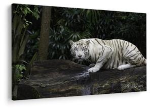 Obraz - Tiger albín (90x60 cm)