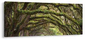Obraz - Oaks Avenue, Charleston, Južná Karolína, USA (120x50 cm)