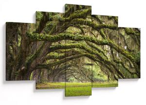Obraz - Oaks Avenue, Charleston, Južná Karolína, USA (150x105 cm)