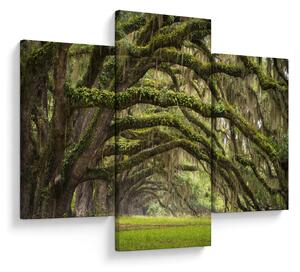 Obraz - Oaks Avenue, Charleston, Južná Karolína, USA (90x60 cm)