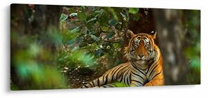 Obraz odpočívajúceho tigra (120x50 cm)