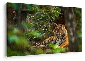 Obraz odpočívajúceho tigra (90x60 cm)