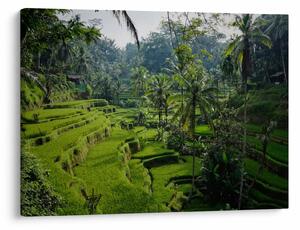 Obraz ryžových terás Tegalalang, Bali (70x50 cm)