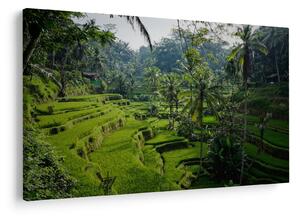 Obraz ryžových terás Tegalalang, Bali (90x60 cm)