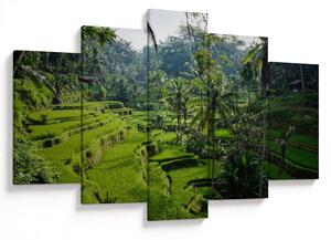 Obraz ryžových terás Tegalalang, Bali (150x105 cm)