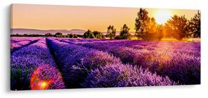 Obraz levanduľového pole, Provence (120x50 cm)