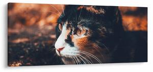 Obraz - Pohľad mačky (120x50 cm)