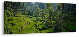 Obraz ryžových terás Tegalalang, Bali (120x50 cm)