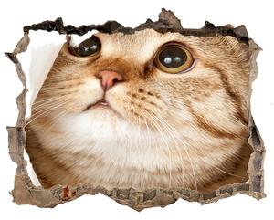 Díra 3D fototapeta na stěnu nálepka Mačka nd-k-52539481