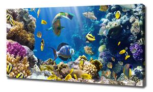 Foto obraz na plátne Koralový útes