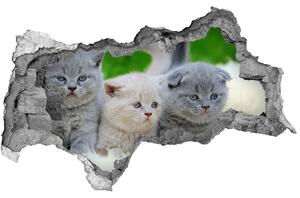 Diera 3D fototapeta nálepka Tri mačky na deke