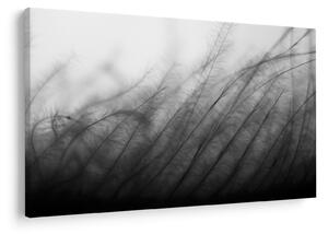 Obraz - Tráva vo vetre (90x60 cm)