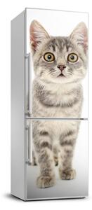 Nálepka fototapeta chladnička Sivá mačka