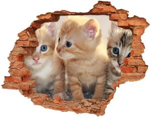 Fototapeta diera na stenu Malé mačky nd-c-159538391
