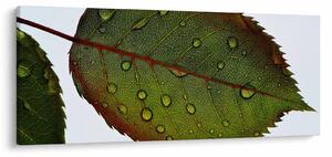 Obraz - List ruže (120x50 cm)