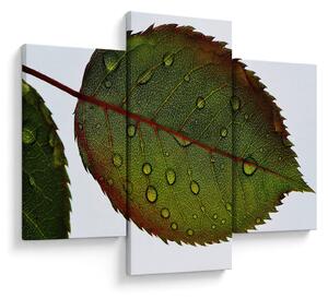 Obraz - List ruže (90x60 cm)