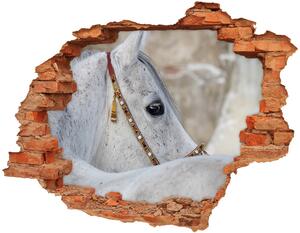 Foto fotografie diera na stenu Biela arabský kôň