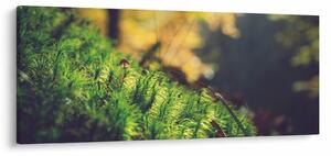 Obraz machu s hubou (120x50 cm)