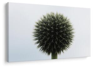 Obraz kvetinové gule (90x60 cm)
