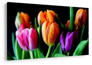 Obraz tulipánov na čiernom pozadí (90x60 cm)