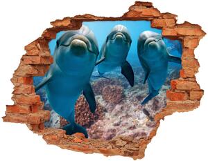 Fototapeta diera na stenu Delfíny nd-c-119968154
