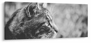 Obraz - Mačka (120x50 cm)