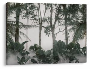 Obraz - Jungle v rannej hmle (70x50 cm)