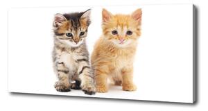 Foto obraz na plátne do obývačky Hnedá a červená mačka