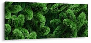Obraz - Vetvičky ihličnanu (120x50 cm)