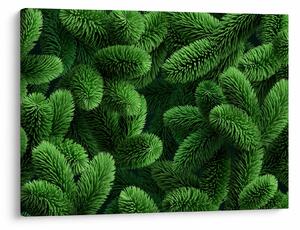 Obraz - Vetvičky ihličnanu (70x50 cm)
