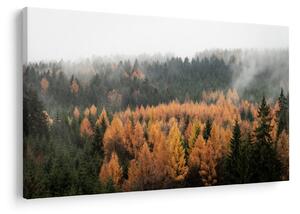 Obraz - Jesenný les (90x60 cm)