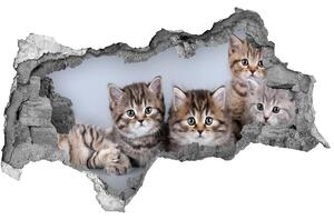 Diera 3D fototapeta nálepka Päť mačiek nd-b-75950374