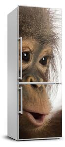 Nálepka fototapeta chladnička Mladý orangutan