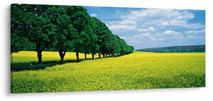 Obraz poľa s alejou (120x50 cm)