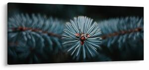 Obraz vetvičky ihličnatého stromu (120x50 cm)