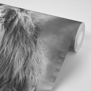 Samolepiaca tapeta africký lev v čiernobielom prevedení