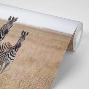 Fototapeta tri zebry v savane