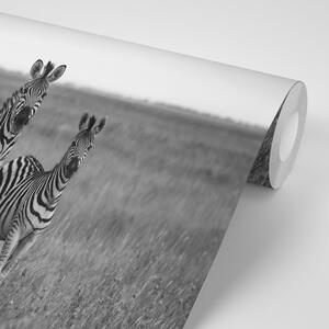Samolepiaca fototapeta tri čiernobiele zebry v savane