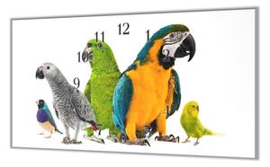 Nástenné hodiny papagáj 30x60cm LIV - plexi